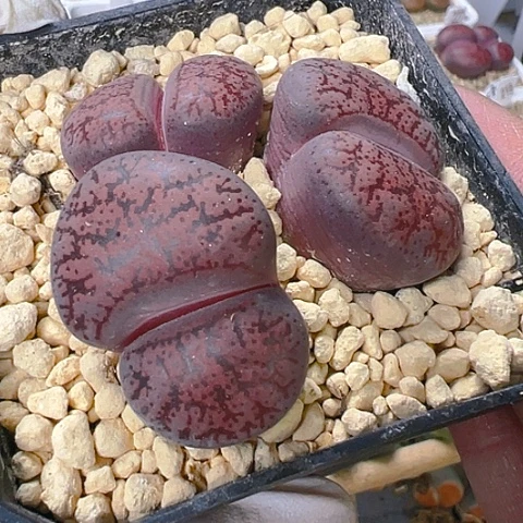 【闪购商品】25273，3公分