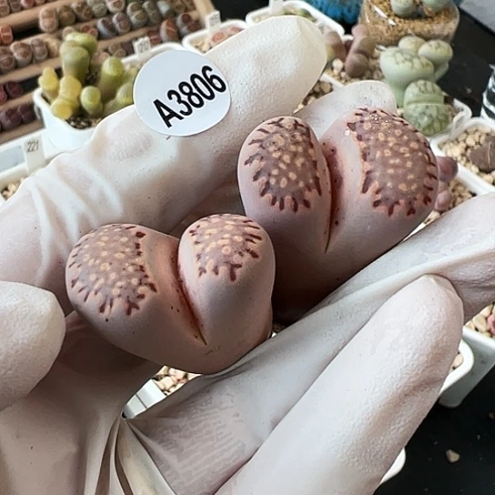 【闪购商品】3806，33