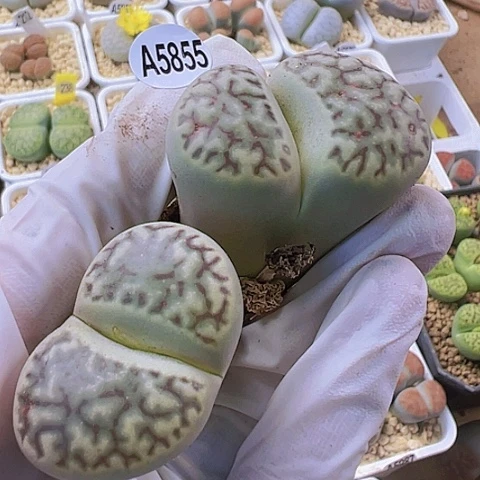【闪购商品】5855,33