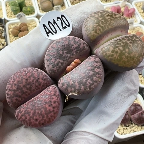 【闪购商品】0120，33