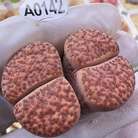 【闪购商品】0142，33