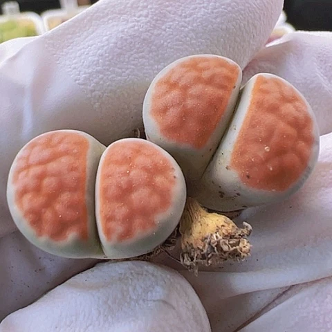 【闪购商品】5563，33