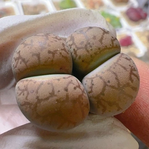 【闪购商品】25373