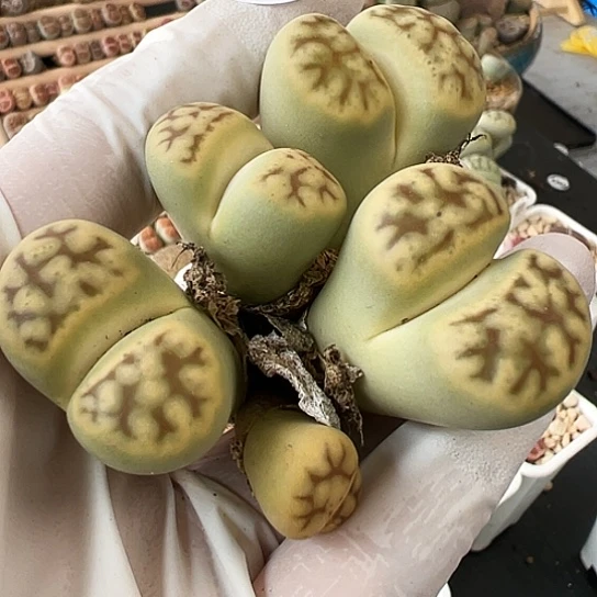 【闪购商品】3846，黄体