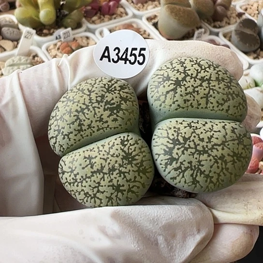 【闪购商品】3455，33