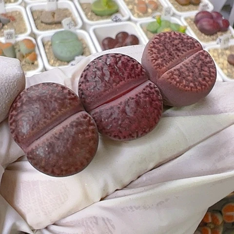 【闪购商品】25338