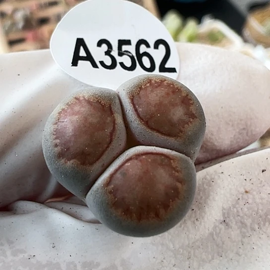 【闪购商品】3562，33