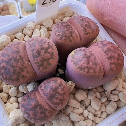 【闪购商品】5887，33