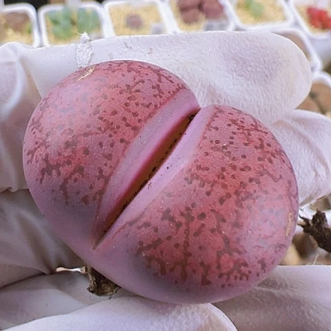 【闪购商品】5667，33