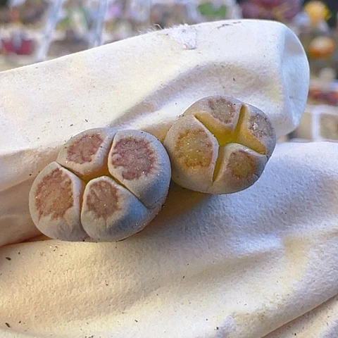 【闪购商品】23553