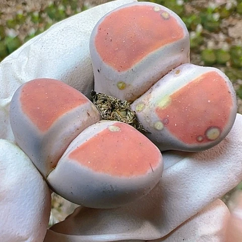 【闪购商品】22143