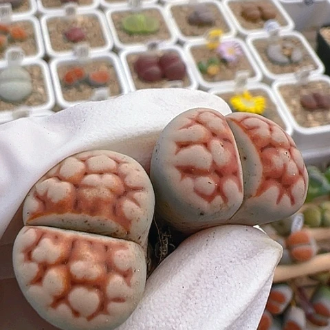 【闪购商品】10146