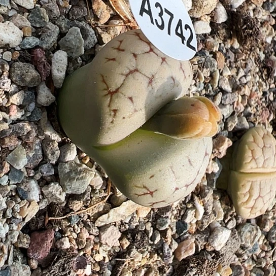 【闪购商品】3742，333