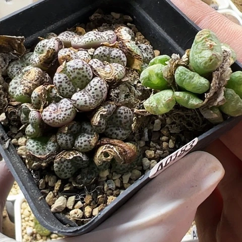 【闪购商品】草*0183,33