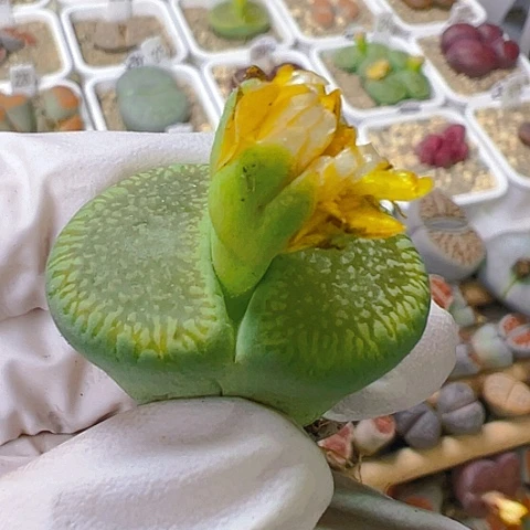 【闪购商品】25403，3.2公分