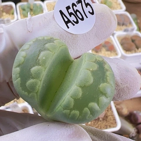 【闪购商品】5675，33