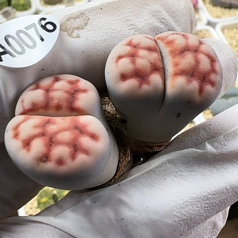 【闪购商品】0076，33