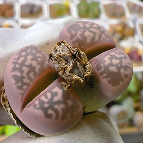 【闪购商品】24642