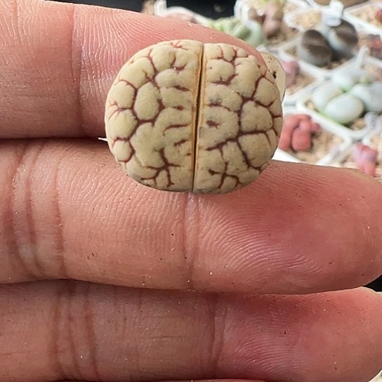【闪购商品】3712，111