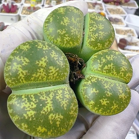 【闪购商品】23808