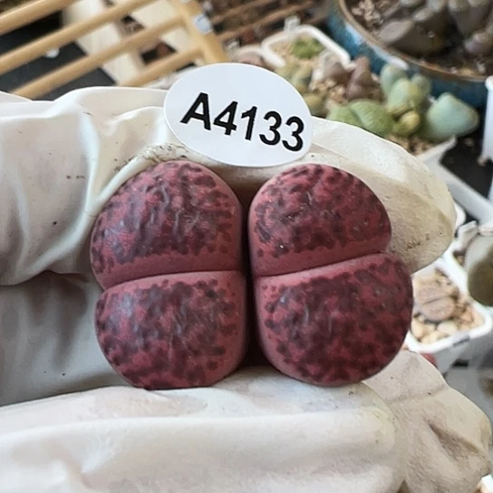 【闪购商品】4133，333
