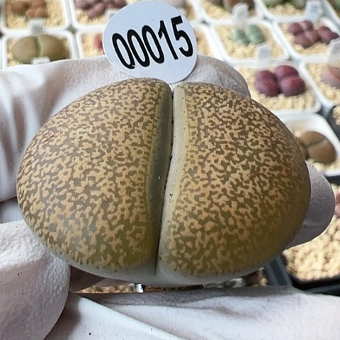 【闪购商品】00015