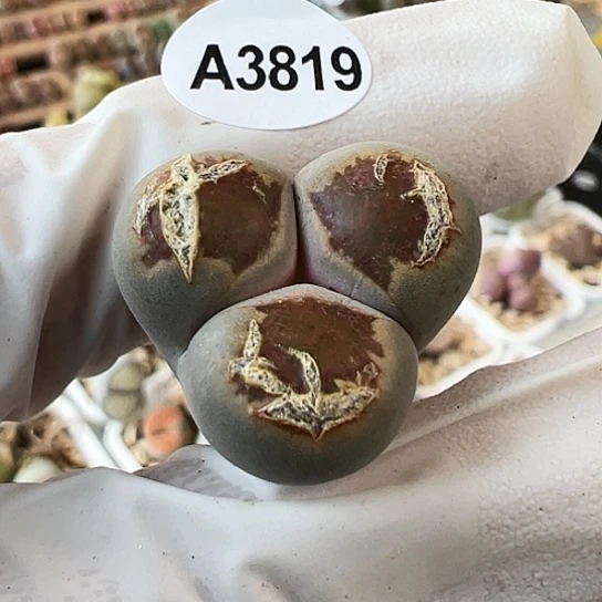 【闪购商品】3819，有伤