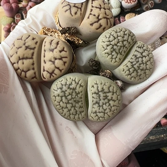 【闪购商品】4209，33