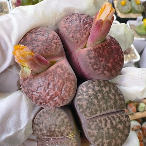 【闪购商品】24726