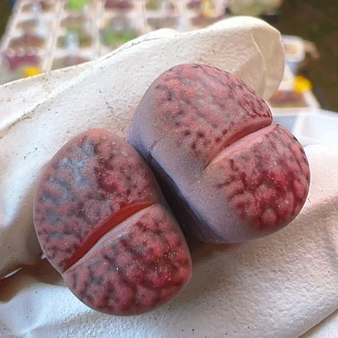 【闪购商品】24222