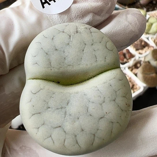 【闪购商品】4043，333