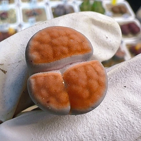 【闪购商品】24405