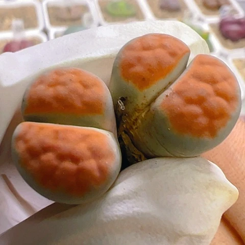 【闪购商品】25599