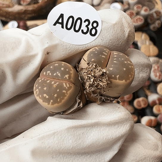 【闪购商品】0038，33