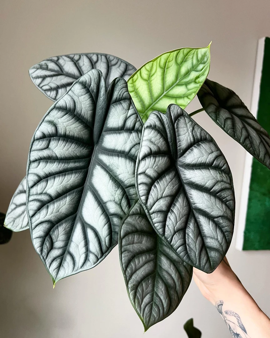 几何花开直播福利白犀牛网红海芋客厅绿植盆栽耐热室内观叶植物