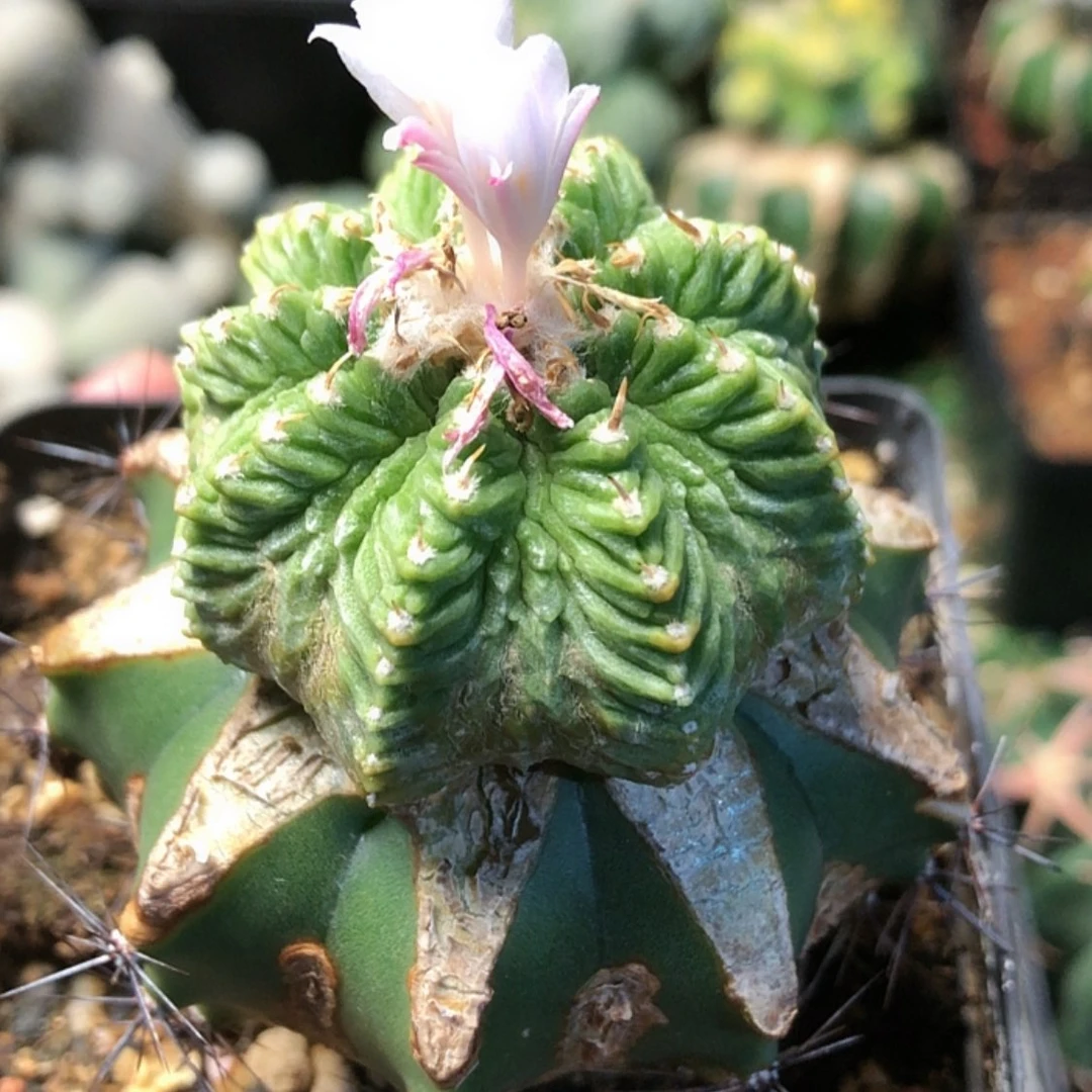 【闪购商品】老花龙