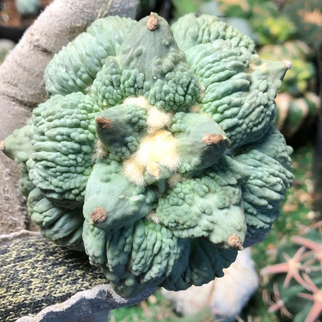 【闪购商品】怒涛牡丹