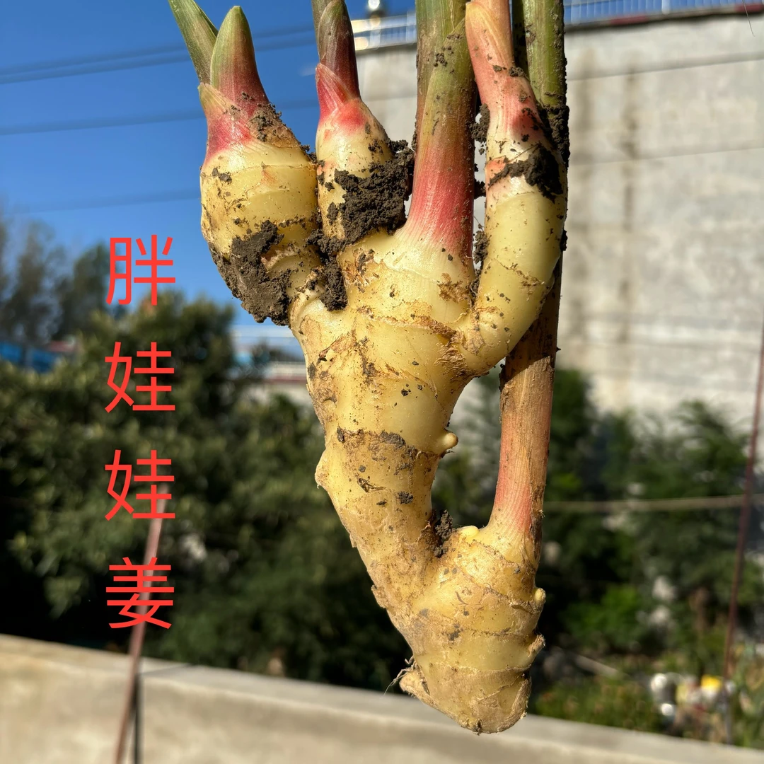 新鲜大胖姜胖娃娃仔姜嫩姜可糖醋泡菜姜红芽生姜