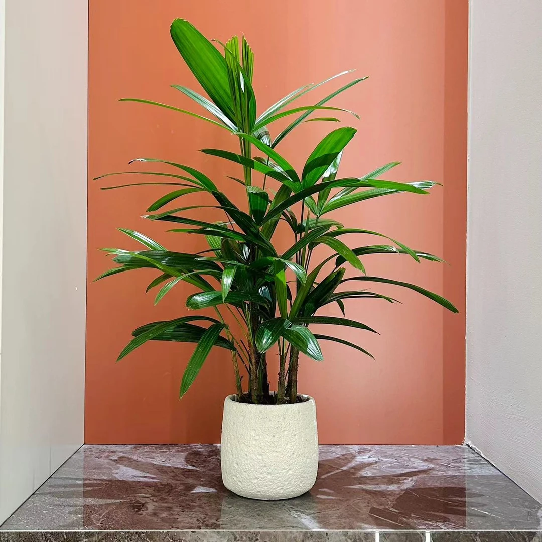 金山棕竹室内小森林客厅办公室桌面观叶绿色花卉