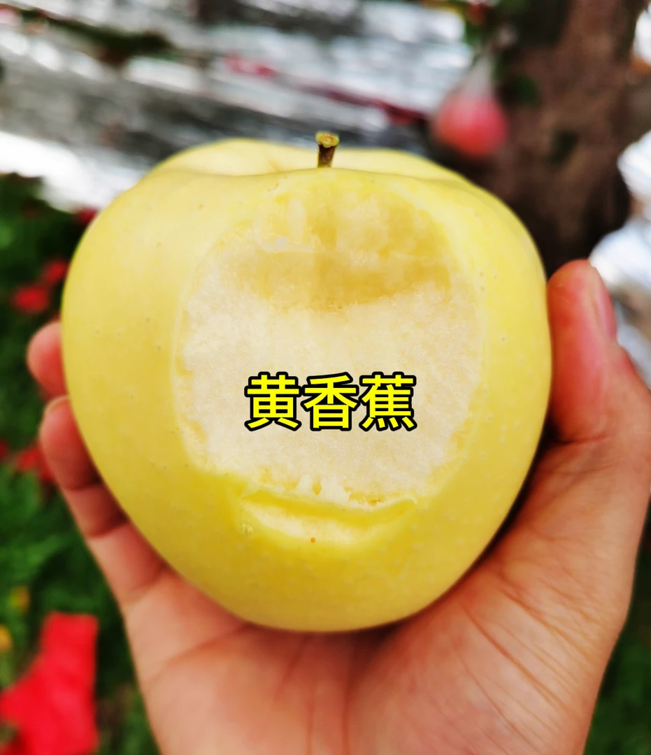 甘肃庆阳佳乡味新鲜黄香蕉黄元帅苹果农户自产放置后绵香5斤/10斤