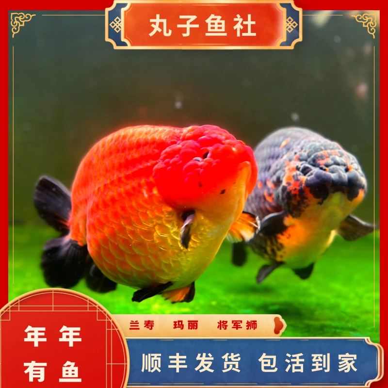 丸子鱼社兰寿泰狮金鱼观赏鱼