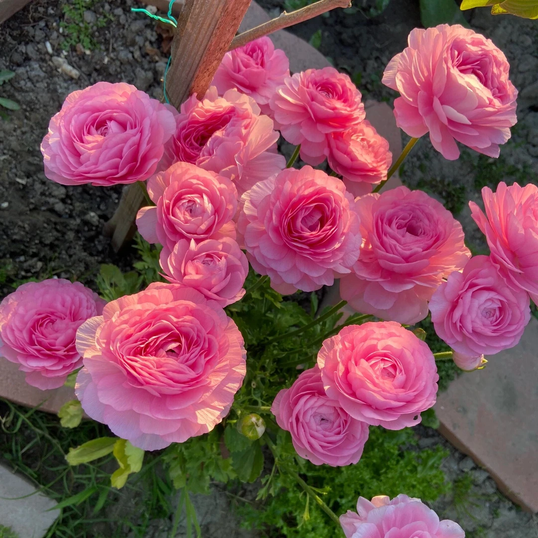 【带芽花毛茛种球】洋牡丹球根秋冬种植阳台盆栽花园观花种球花卉