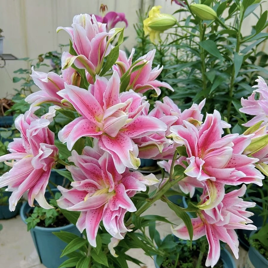 进口香水百合种球混色四季种植阳台盆栽花园地栽耐寒耐热