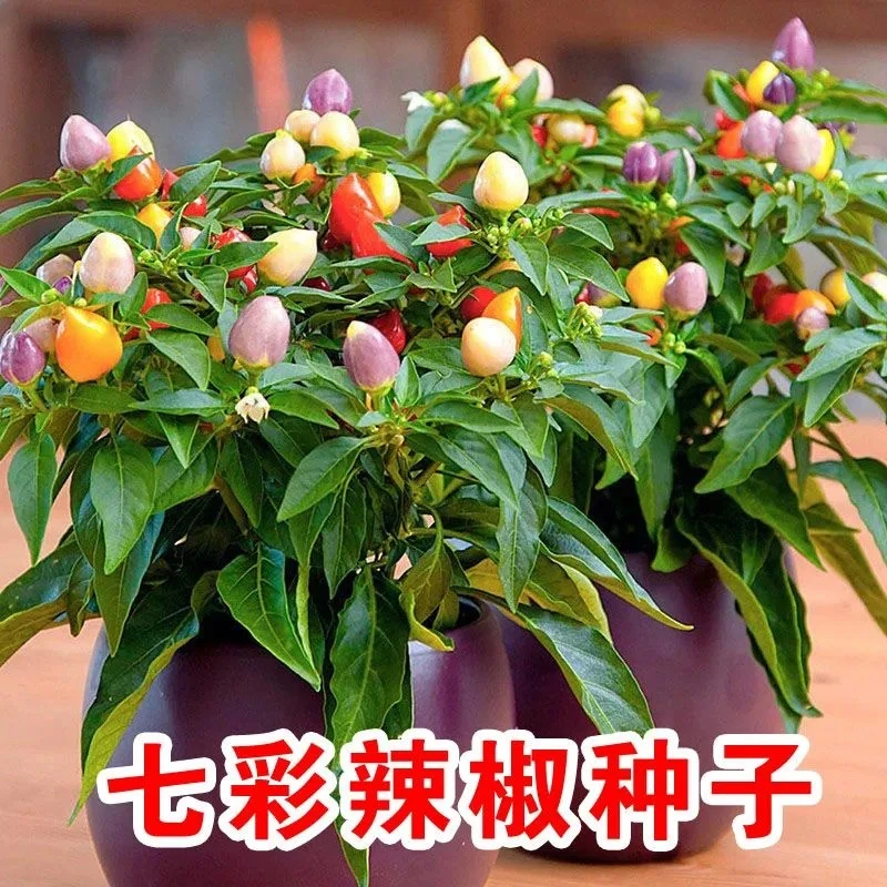 七彩辣椒彩虹辣椒种子