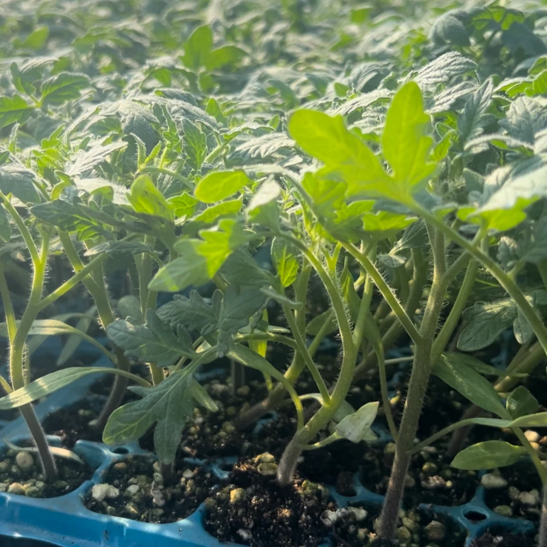 红色瀑布番茄苗四季种植阳台小院盆栽地栽高产易活春季早熟番茄苗