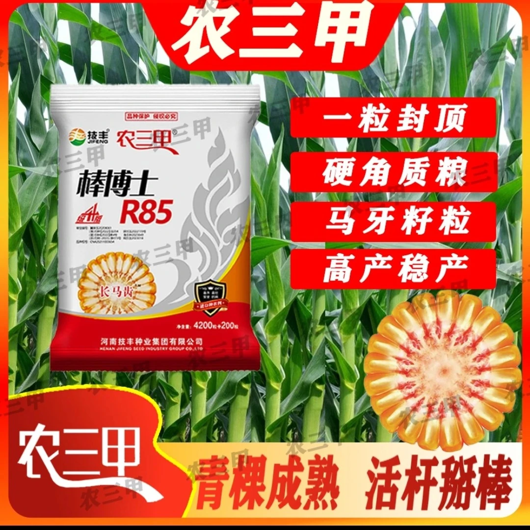棒博士R85 玉米种子红轴马牙籽 抗倒抗病产量高红轴大棒玉米种