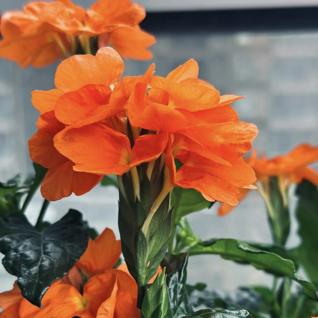 鸟尾花【红色】加仑盆盆栽花卉庭院阳台新手易养护爆花强