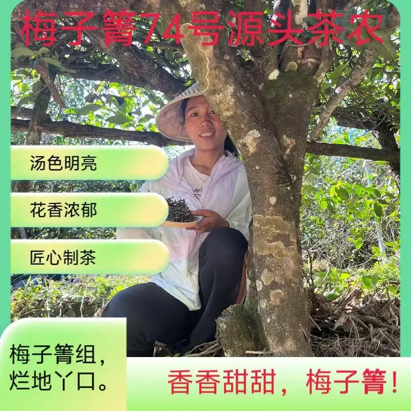 【云南普洱茶生茶】【梅子箐】大茶地74号张建忠家2023年春茶散料