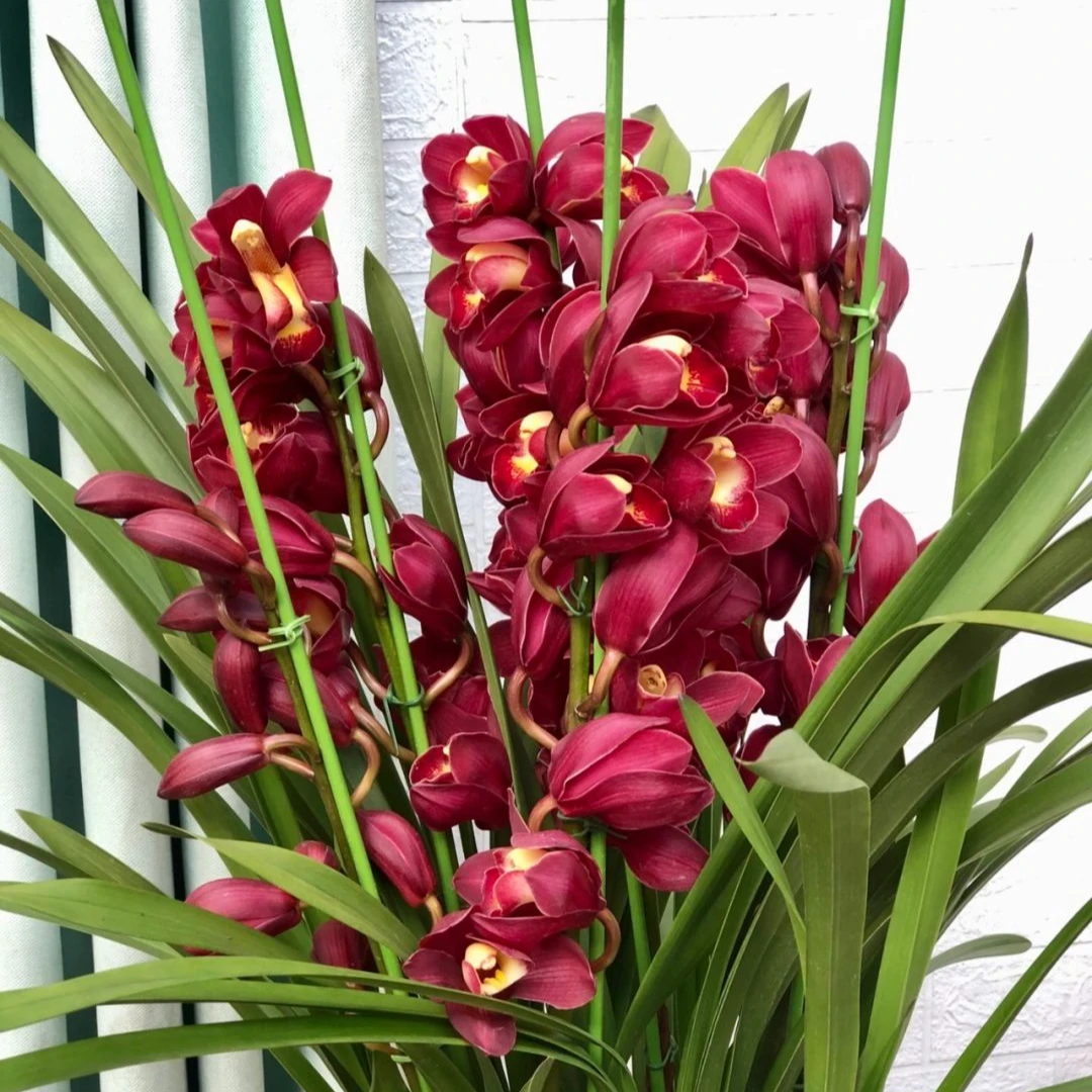 【忆哥甄选】绿叶红袍大花蕙兰（直兰）多剑