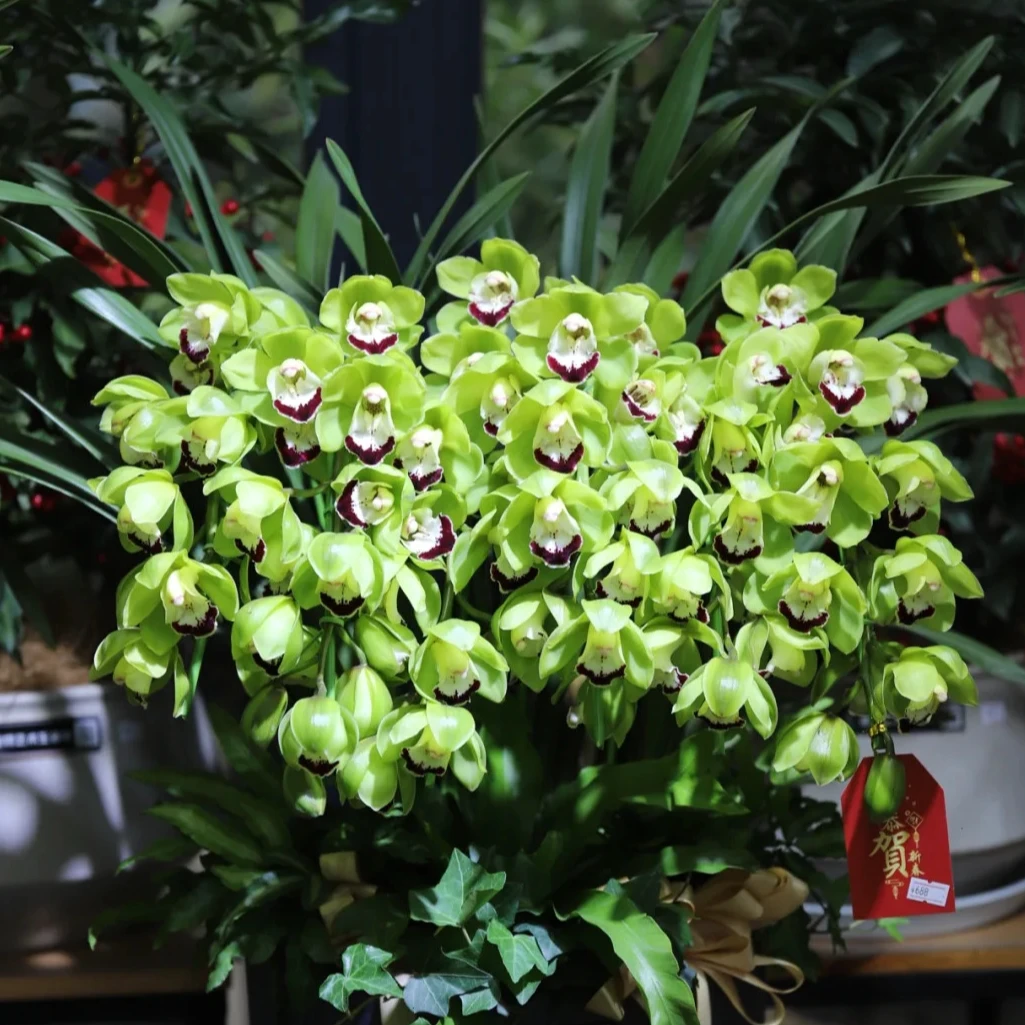 【忆哥甄选】玉观音大花蕙兰（直兰）3剑